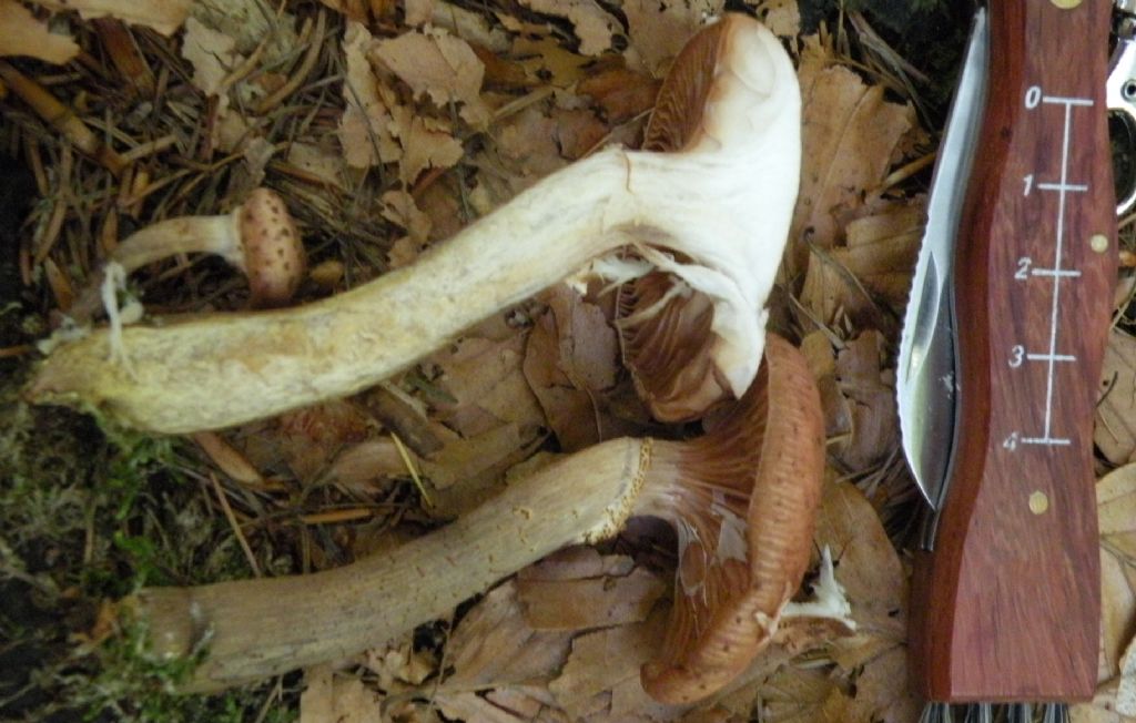 Armillaria sp? Boh...